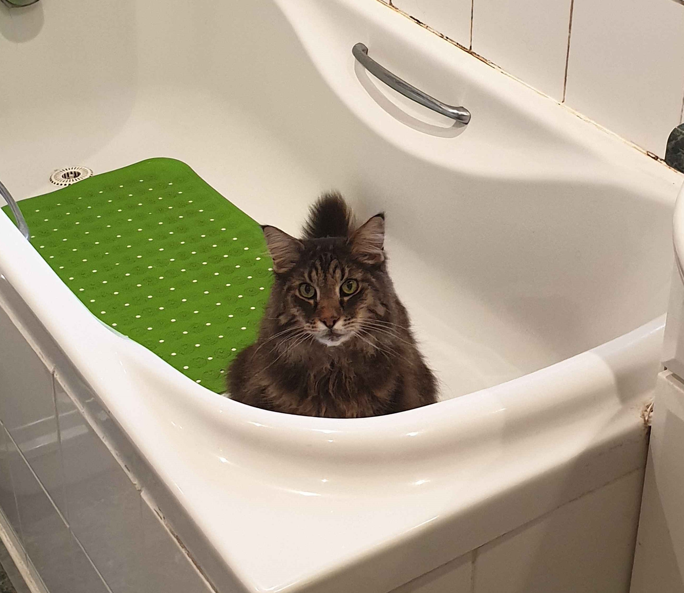 a brown norwegian forest cat is sat in a bathtub, looking directly at the camera.