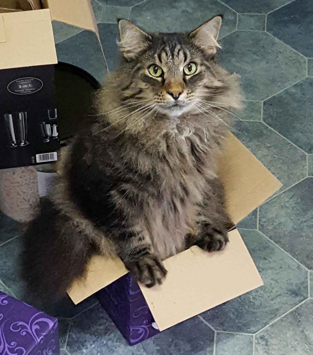 a fluffy brown norwegian forest cat sat half in a box that he is too big for