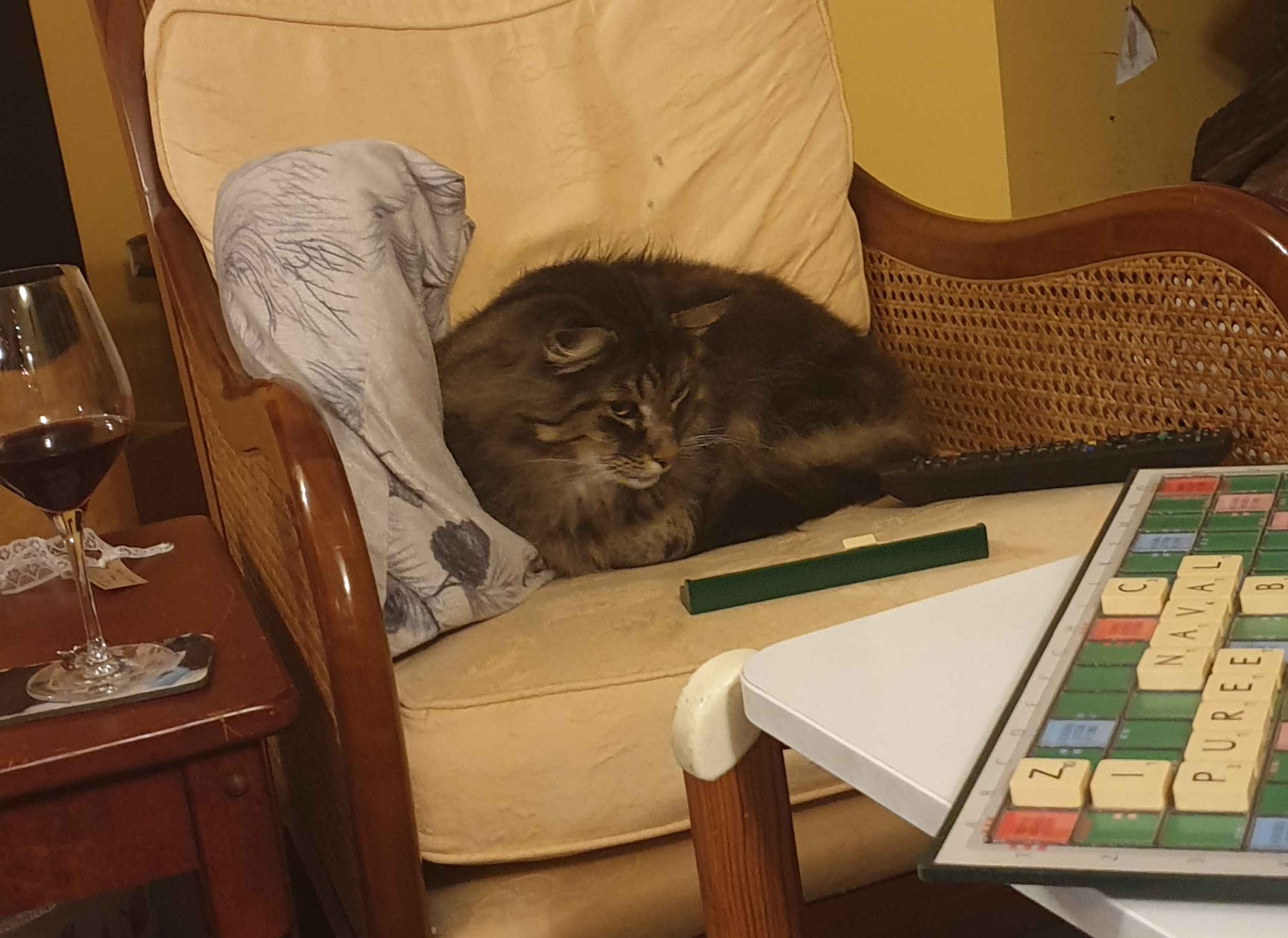 a brown norwegian forest cat is curled up on an armchair, looking at a letter piece from scrabble as if he is contemplating where to play it