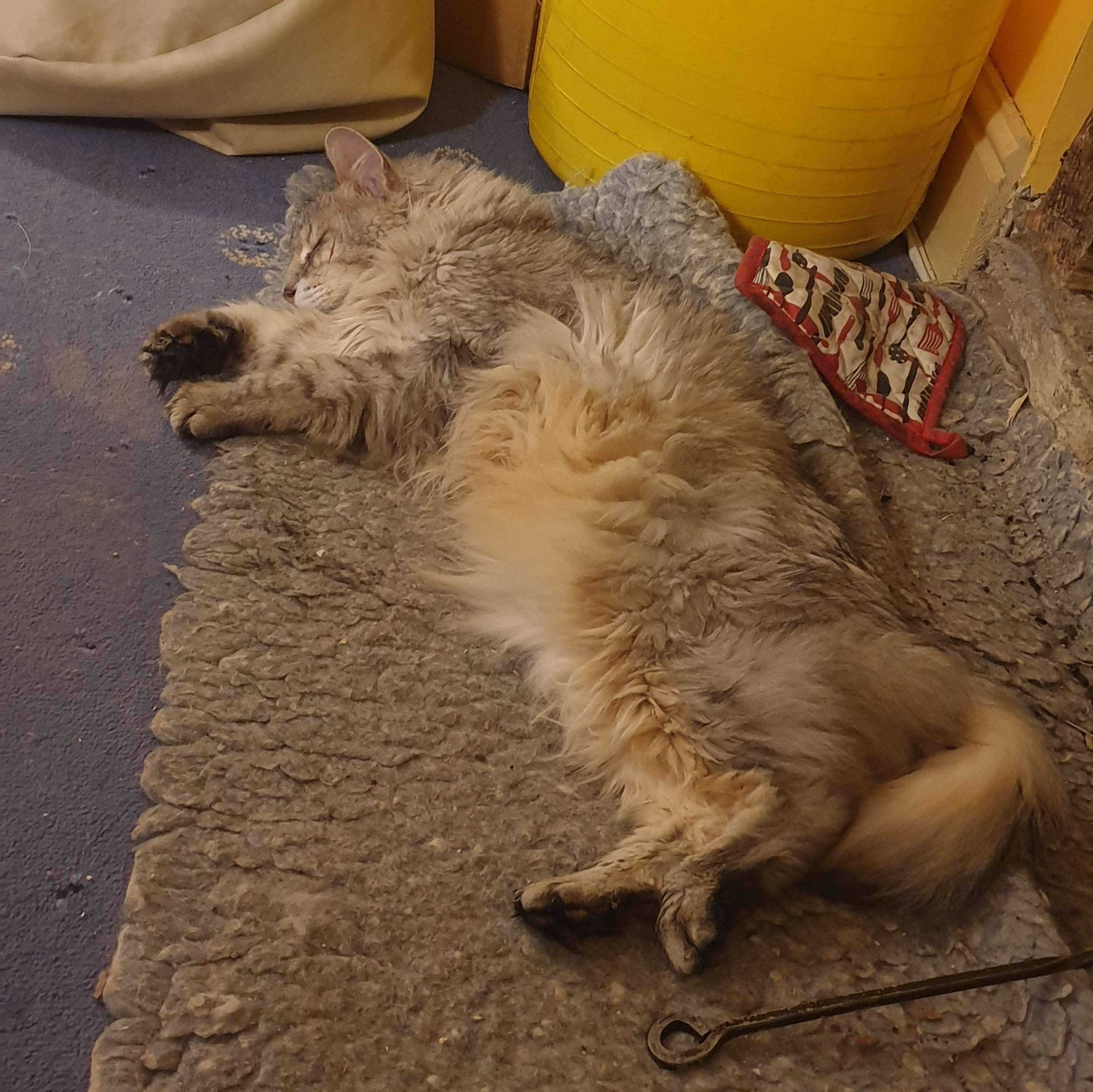 heimdall laid out and sleeping with his belly fluff exposed
