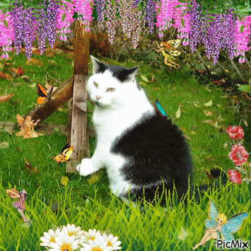 a black and white cat sits at the base of a bird table and looks at the camera. the image has been edited with gifs of flowers and butterflies overlaid